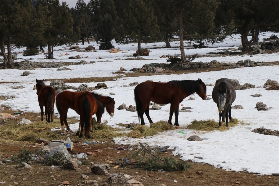 hayvanlar-icin-yem.jpg