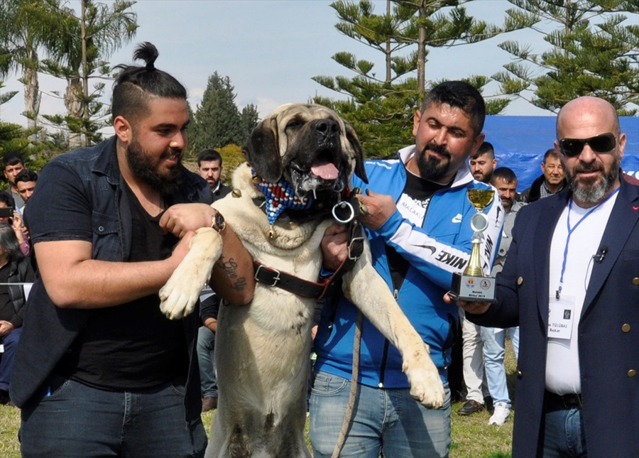 kangal-1.jpg