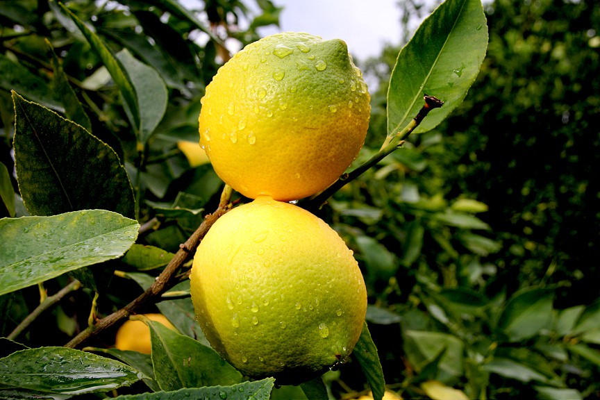 limon-002.jpg