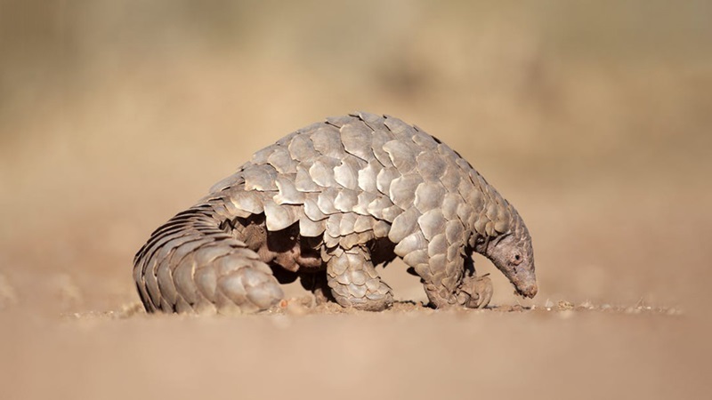 pangolin.jpg